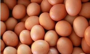 Telur Ayam